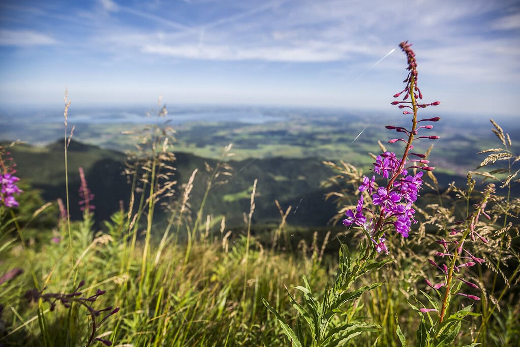 Blick auf die bayerische Alpenlandschaft mit Wildblumen im Vordergrund.
